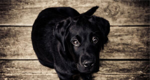 caine