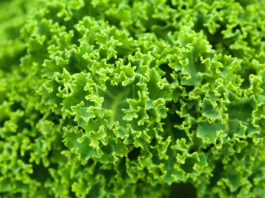 salata verde creata