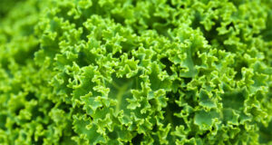 salata verde creata