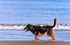 Reguli pentru un caine educat si fericit