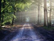 Viata nu se explica, Se Traieste